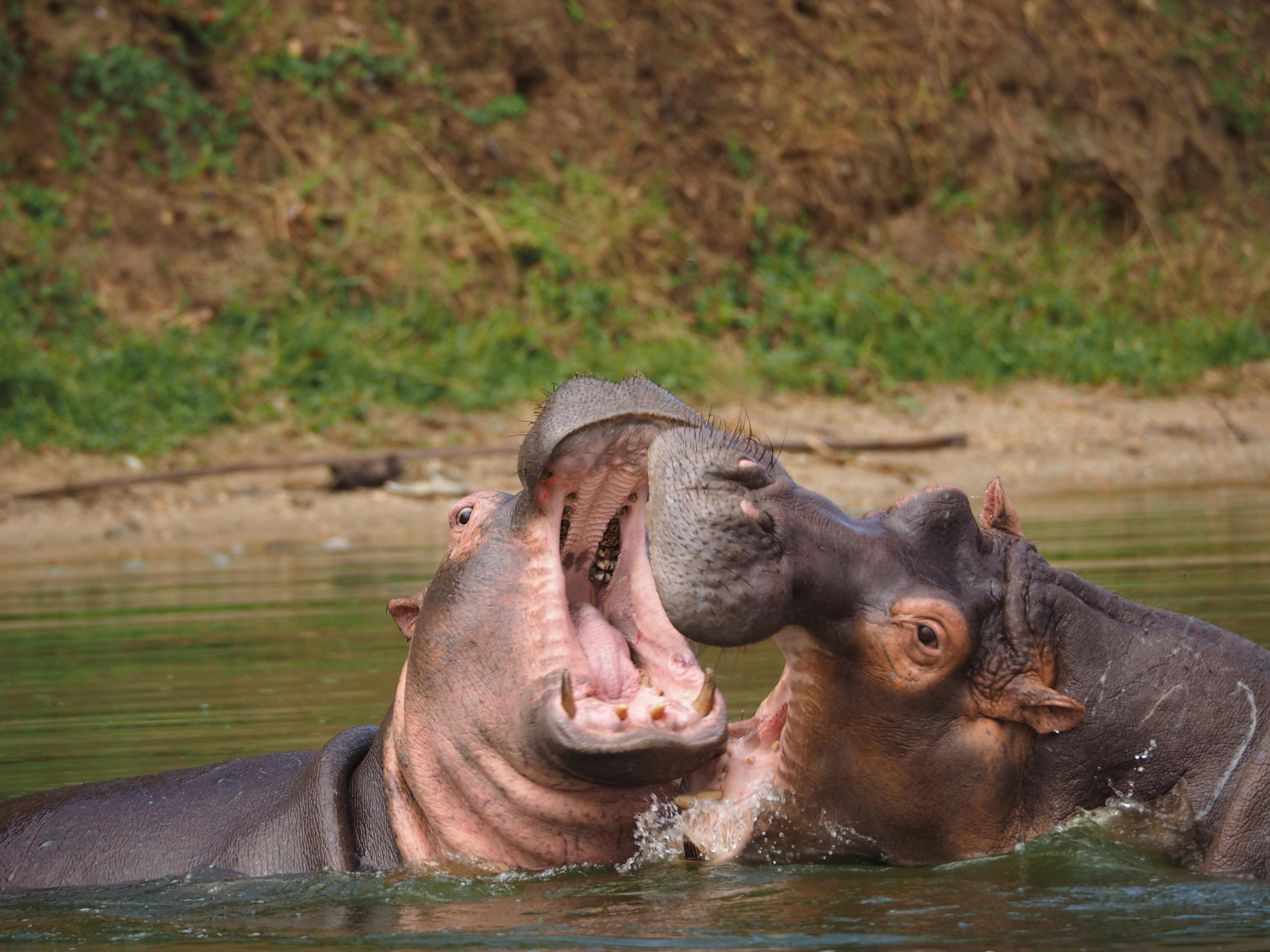 Hippopotamus