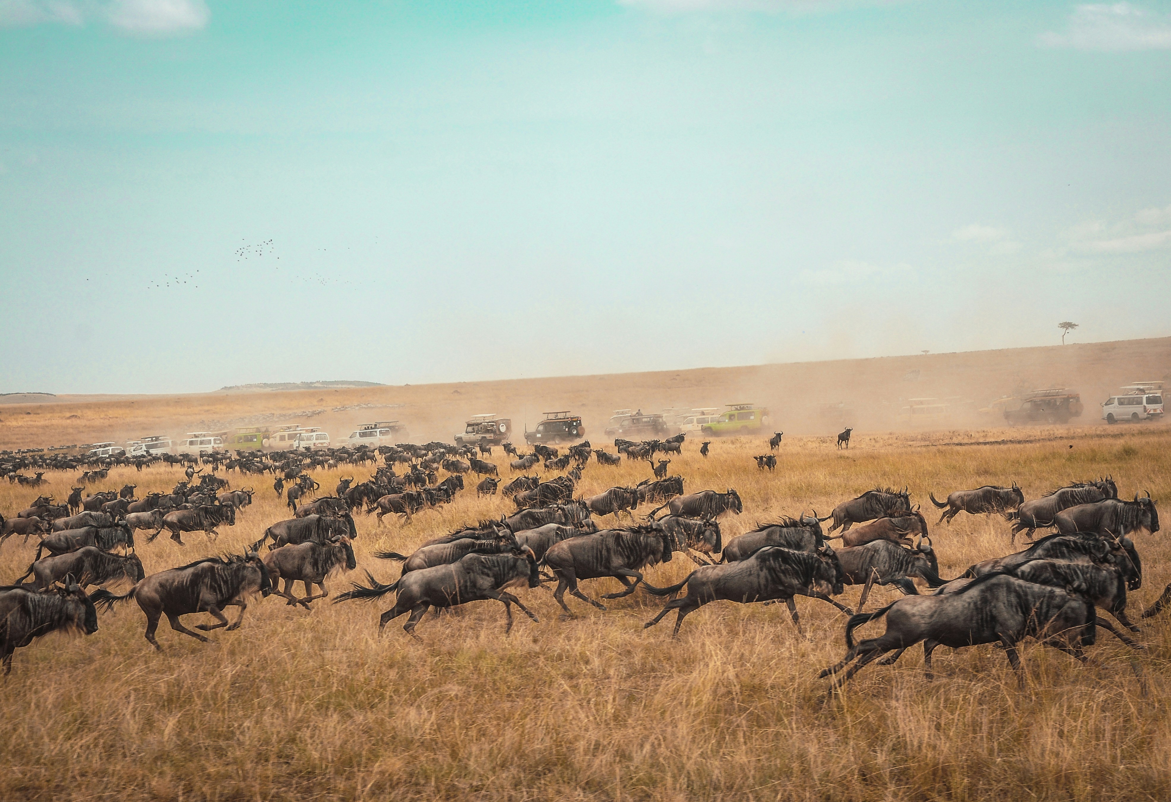Maasai Mara